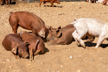 Close-up of curious piglets on a free-range farm in the Suffolk countryside, UK, captured from a low angle in bright natural sunlight, showcasing rural agriculture and animal husbandry. © Ryan