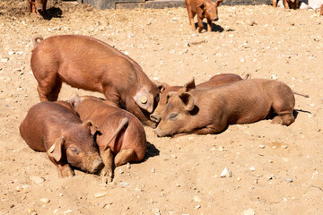 Close-up of curious piglets on a free-range farm in the Suffolk countryside, UK, captured from a low angle in bright natural sunlight, showcasing rural agriculture and animal husbandry. © Ryan