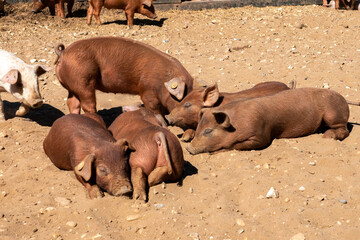 Close-up of curious piglets on a free-range farm in the Suffolk countryside, UK, captured from a low angle in bright natural sunlight, showcasing rural agriculture and animal husbandry. © Ryan