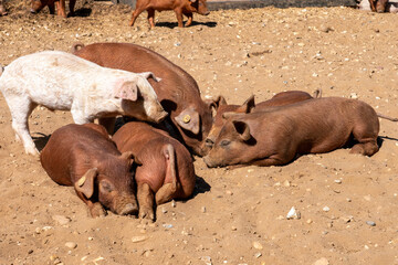 Close-up of curious piglets on a free-range farm in the Suffolk countryside, UK, captured from a low angle in bright natural sunlight, showcasing rural agriculture and animal husbandry. © Ryan
