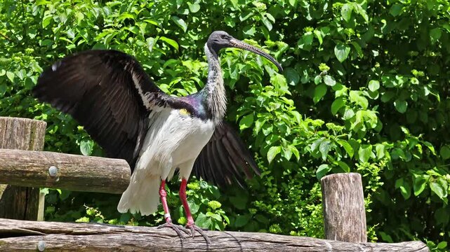 The Straw-necked Ibis, Threskiornis spinicollis is a bird of the ibis and spoonbill family Threskiornithidae. 