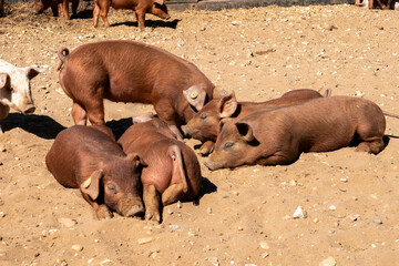 Close-up of curious piglets on a free-range farm in the Suffolk countryside, UK, captured from a low angle in bright natural sunlight, showcasing rural agriculture and animal husbandry. © Ryan