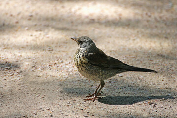 Fototapeta premium The Snowbird closeup.