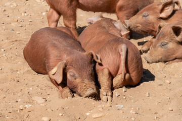 Close-up of curious piglets on a free-range farm in the Suffolk countryside, UK, captured from a low angle in bright natural sunlight, showcasing rural agriculture and animal husbandry. © Ryan