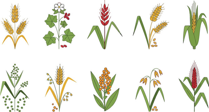 Illustrations of ten different grains and cereals Vector