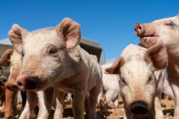 Close-up of curious piglets on a free-range farm in the Suffolk countryside, UK, captured from a low angle in bright natural sunlight, showcasing rural agriculture and animal husbandry. © Ryan