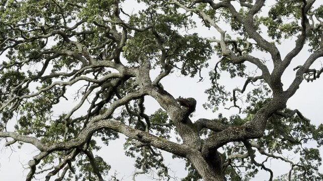 Large oak with vocalizing woodpeckers in spring