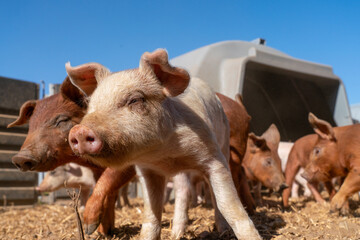 Close-up of curious piglets on a free-range farm in the Suffolk countryside, UK, captured from a low angle in bright natural sunlight, showcasing rural agriculture  © Ryan
