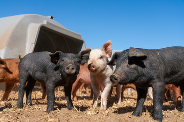 Close-up of curious piglets on a free-range farm in the Suffolk countryside, UK, captured from a low angle in bright natural sunlight, showcasing rural agriculture and animal husbandry. © Ryan