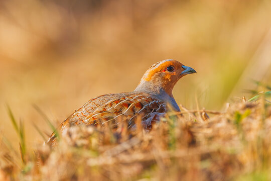A freckle partridge - Perdix perdix