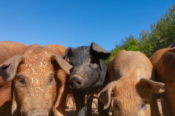 Close-up of curious piglets on a free-range farm in the Suffolk countryside, UK, captured from a low angle in bright natural sunlight, showcasing rural agriculture and animal husbandry. © Ryan