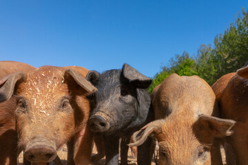 Close-up of curious piglets on a free-range farm in the Suffolk countryside, UK, captured from a low angle in bright natural sunlight, showcasing rural agriculture and animal husbandry. © Ryan