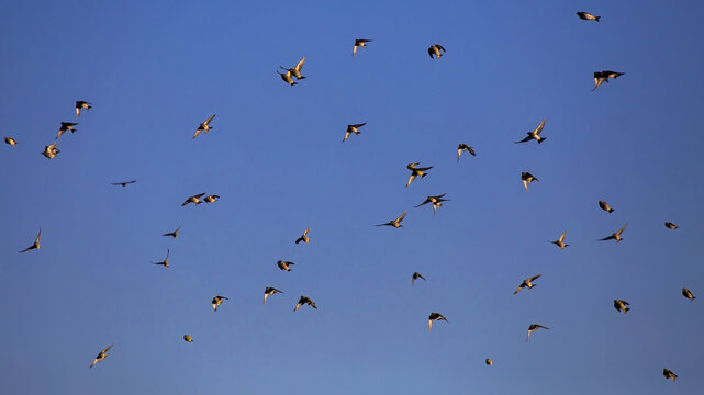 A large flock of songbirds flies over autumn fields. Greenfinch (Chloris chloris), Brambling (Fringilla montifringilla), and other small forest birds.