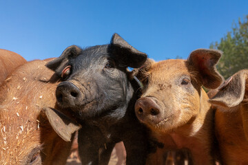 Close-up of curious piglets on a free-range farm in the Suffolk countryside, UK, captured from a low angle in bright natural sunlight, showcasing rural agriculture and animal husbandry. © Ryan