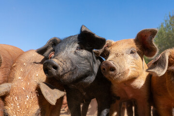 Close-up of curious piglets on a free-range farm in the Suffolk countryside, UK, captured from a low angle in bright natural sunlight, showcasing rural agriculture and animal husbandry. © Ryan