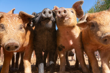 Close-up of curious piglets on a free-range farm in the Suffolk countryside, UK, captured from a low angle in bright natural sunlight, showcasing rural agriculture and animal husbandry. © Ryan