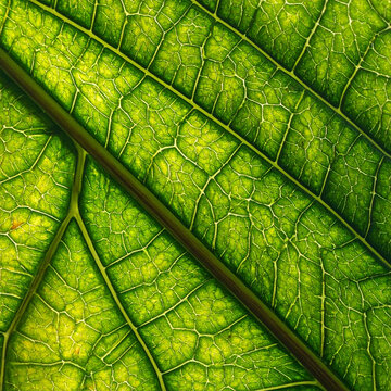 Makro close-up dari urat daun dan batang yang berwarna hijau cerah