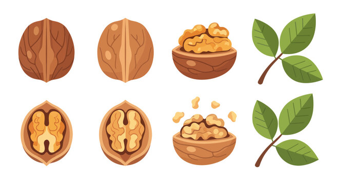 Walnut illustrations with leaves