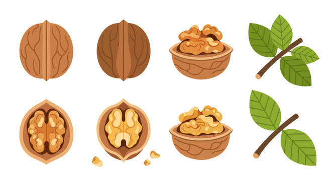 Walnuts and leaves illustration