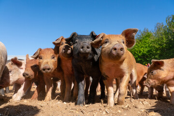 Close-up of curious piglets on a free-range farm in the Suffolk countryside, UK, captured from a low angle in bright natural sunlight, showcasing rural agriculture and animal husbandry. © Ryan