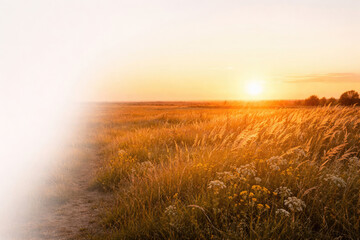 Naklejka premium A golden field with grass at sunset. Space for text.