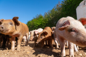 Close-up of curious piglets on a free-range farm in the Suffolk countryside, UK, captured from a low angle in bright natural sunlight, showcasing rural agriculture and animal husbandry. © Ryan