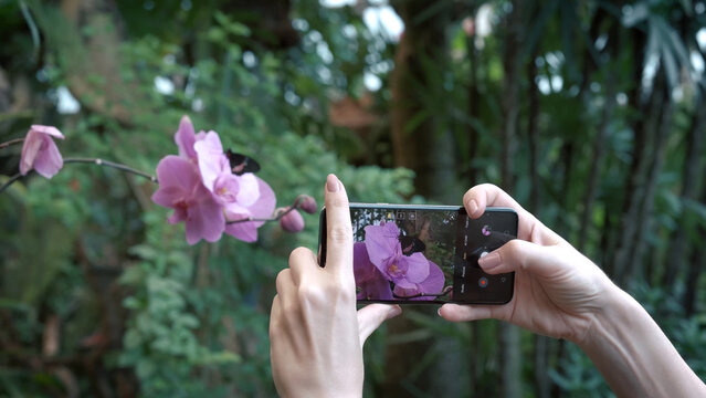 A person taking a photo of a pink orchid with a butterfly using a smartphone in a tropical butterfly garden in Tenerife, capturing a peaceful travel moment.