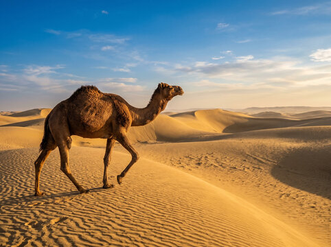 healthy camel walking across golden desert dunes under blue sky representing desert safari adventure travel and exploration concept