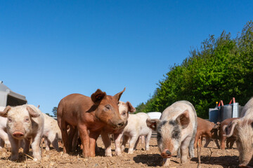 Close-up of curious piglets on a free-range farm in the Suffolk countryside, UK, captured from a low angle in bright natural sunlight, showcasing rural agriculture and animal husbandry. © Ryan