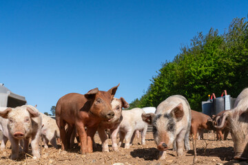 Close-up of curious piglets on a free-range farm in the Suffolk countryside, UK, captured from a low angle in bright natural sunlight, showcasing rural agriculture and animal husbandry. © Ryan