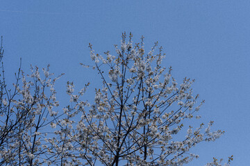 Obraz premium wild cherry blossom in forest