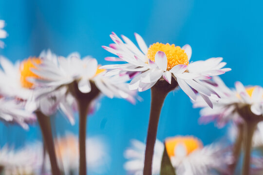 Daisy, macro pf a white flower
