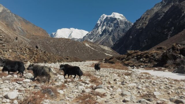 A herd of animals moves through a wide mountain valley captured from above by a drone in Nepal.