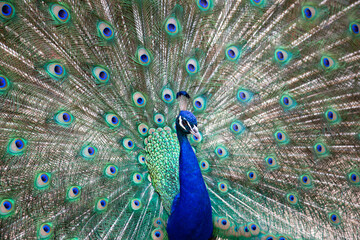 Fototapeta premium close up of peacock