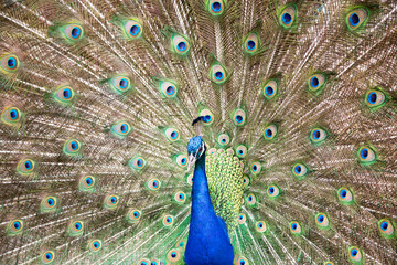 Obraz premium peacock with feathers out