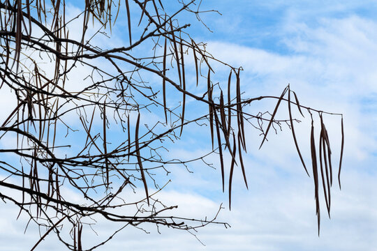 Slender seed pods of a Catalpa tree hanging from leafless branches under partly cloudy blue sky