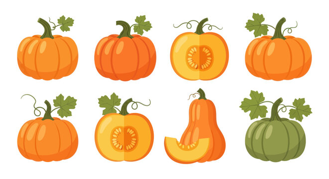 Variety of pumpkins illustration on white