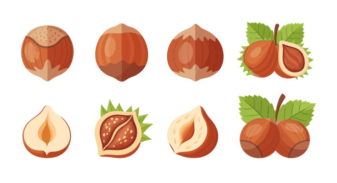 Various illustrated hazelnuts isolated on white