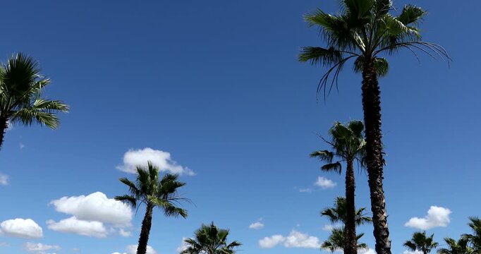 Palm trees frame downtown Buena Park, California, USA.