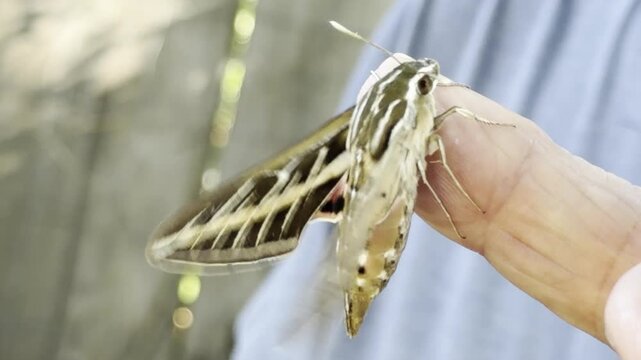 White-lined sphinx moth vibrates wings before flying	