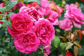 Fototapeta premium Branch of delicate pink roses in full bloom growing in summer garden. Romantic floral background with natural light, decorative flowers and green foliage. Spring and nature, gardening, plant breeding.