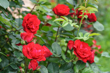 Naklejka premium Abundant rose bushes covered with vivid red flowers growing in row along garden path. Dense green foliage and blooming plants in public park or botanical garden on summer background. Plant breeding