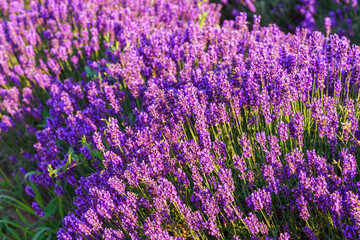 Fototapeta premium Close up, macro view of vibrant purple lavender flowers in soft evening sunlight. Golden light, delicate texture and fragrant essence of blooming plants in full summer. Natural background, lanscape