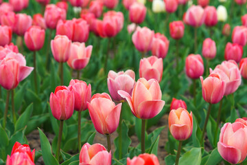 Fototapeta premium Closeup of coral pink tulips Tulipa gesneriana blooming in garden or field, tulip plantation. Vibrant spring landscape, ornamental flowers, landscape park design, plant breeding, gardening