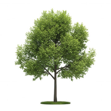 A single deciduous tree with a dense canopy of vibrant green leaves and a brown trunk, isolated against a solid black background