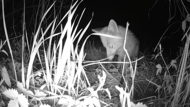 Ein weiblicher Rotfuchs auf Nahrungssuche in der Nacht