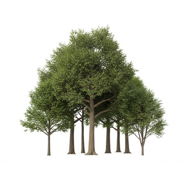 A small cluster of deciduous trees with dense green foliage and light brown trunks isolated against a solid black background