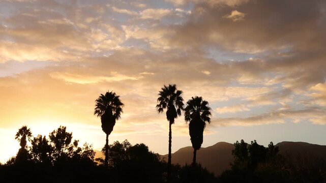 palm trees at sunset, Stanford, South Africa