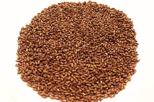 Pile of Roasted Cassia Tora Seeds Isolated on White Background, Organic Jue Ming Zi Herbal Tea Seeds