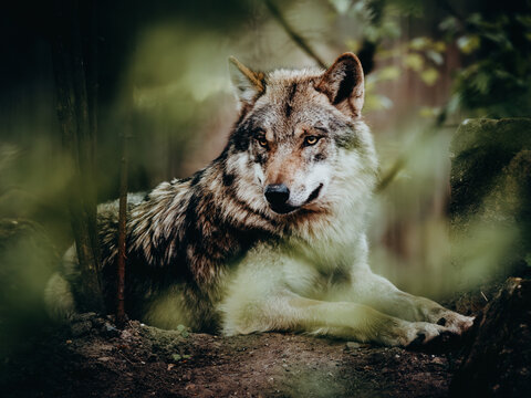 Tierportrait - Eurasischer Wolf (Canis lupus lupus) in einem Freigehege, M&uuml;nster, Deutschland	